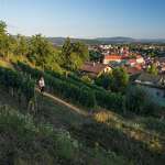 Vinogradi nad Metliko, www.slovenia.info, foto: Jošt Gantar