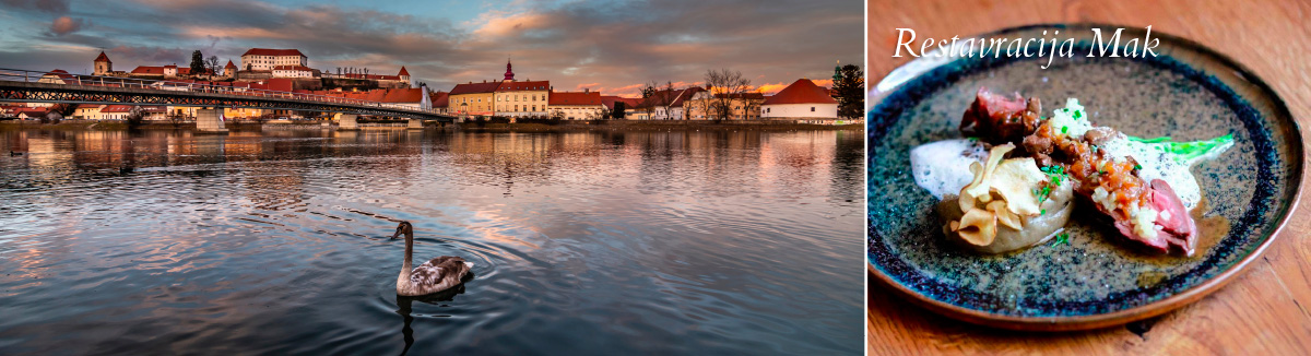 Ptuj in Maribor, najstarejše slovensko mesto in mesto z najstarejšo trto na svetu